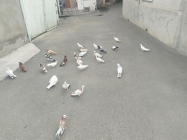Quşlar: 27 quş satılır 140 manat gəncə təcili — 9