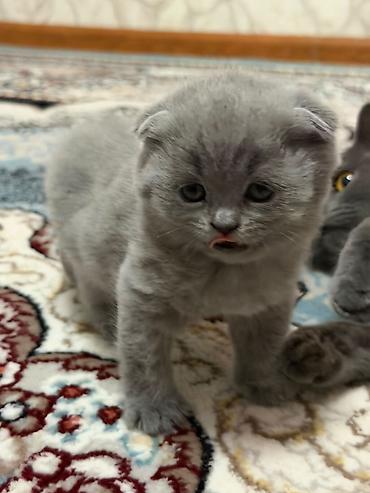 породистые котята: Шотландские котята (окрас голубой) «Милые котята недавно родились 🐾 — 2