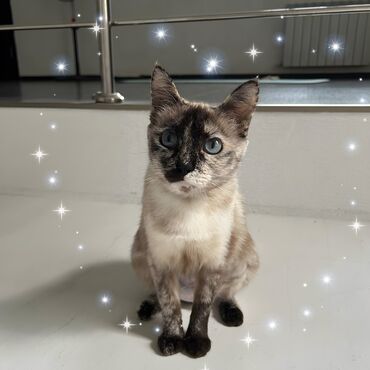 сиамский кот цена: Красавица кошечка с шикарными глазами небесного цвета! Очень красивая