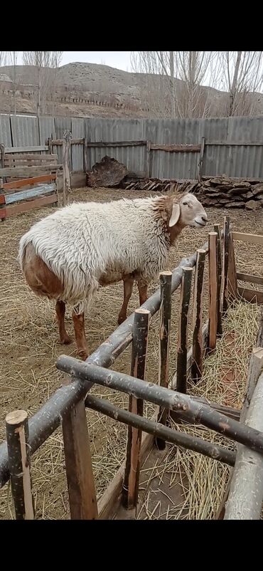 кой овца: Продаю | Баран (самец) | Арашан | Для разведения