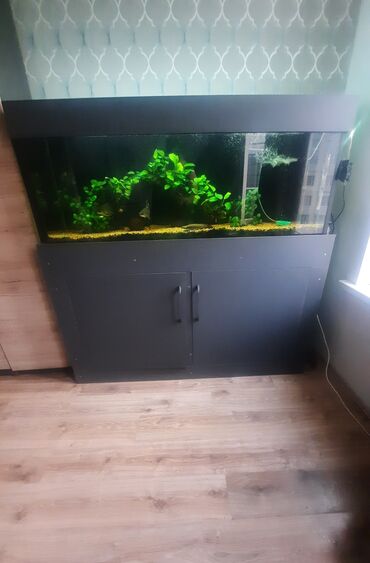 Аквариумы: Продаю запущенный аквариум на 400 л с тумбой в комплекте,из — 7
