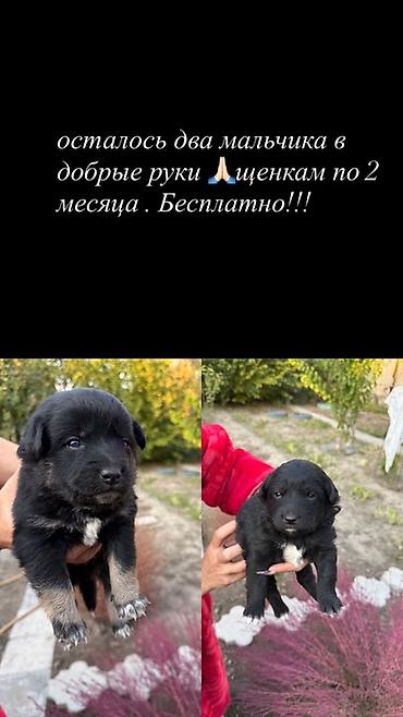 хаски щенок цена: Собака даром: Дворняжка, 2 месяца, Самец — 1