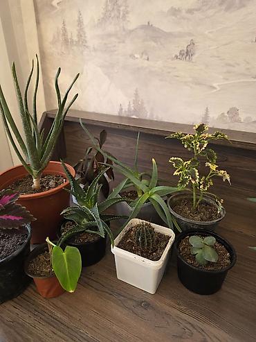 Otaq bitkiləri: Ev bitkiləri kolleksiyası – (saksıda)hamısı 15 azn 9eded Tərkib: - — 1