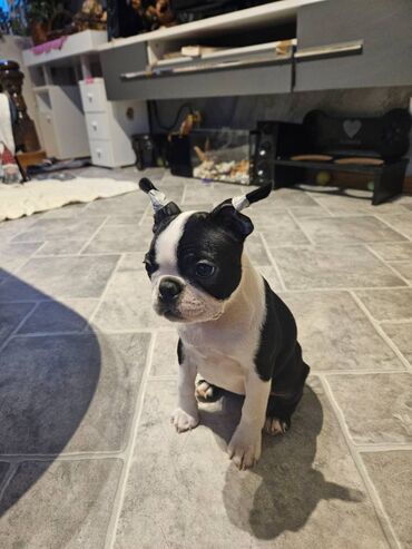 Psi: Na prodaju štenci rase BOSTON TERIJER, prekrasnih, zdravih roditelja na lalafo.rs — 21 Psi: Na prodaju štenci rase BOSTON TERIJER, prekrasnih, zdravih roditelja — 21