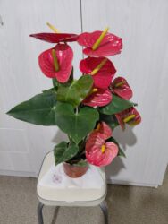 боконбаева правда: Антуриум(мужское счастье)