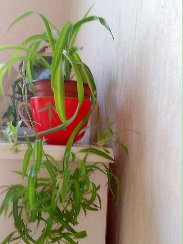 tuya bitkisi: Xlorofitum (Spider Plant) – asma və masaüstü üçün dekorativ otaq — 1