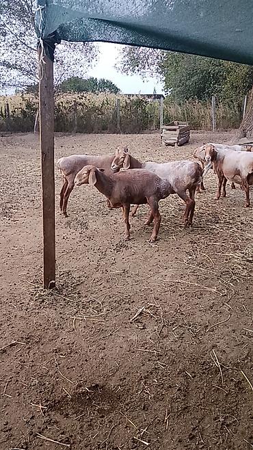алабай: фото щенки: Продаю | Баран (самец) | Арашан — 4