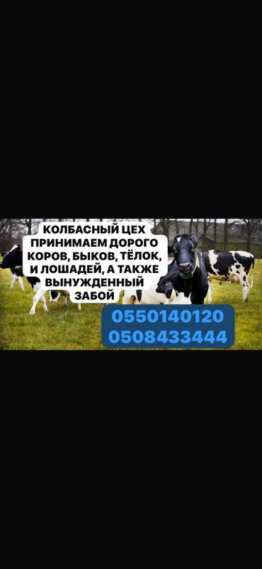 Куплю | Коровы, быки, Козы, козлы, Лошади, кони | Круглосуточно, Любое состояние, Забитый