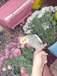 Tutuquşları: Salam.saglam gozel mehriban tam ruçnoy korella evde aciqda qalir butun