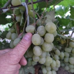 сварочный кабель на 200а: Саженцы винограда