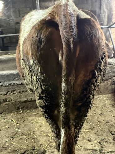 Коровы, быки: Продаю | Корова (самка) | Для молока | Привязанные — 7