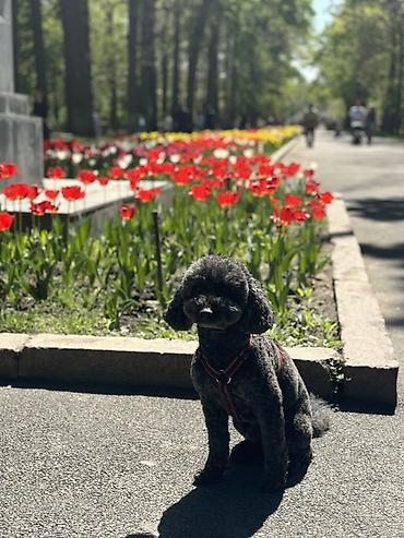 королевский пудель: Пудель, Более 5 лет, Самец, С прививкой, С родословной — 2