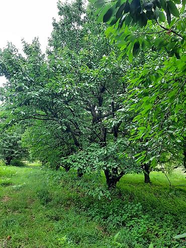 otaq bitkiləri: Quba rayonu İqriq kəndində Təcili olaraq 36 sot, baxımlı və məhsuldar — 3