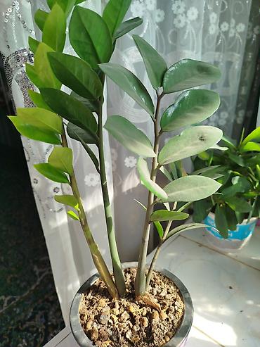 цветы замиокулькас: Замиокулькас (Zamioculcas zamiifolia) в горшке - Компактный куст с — 1