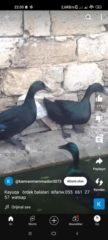 Xoruzlar: Tek 100 ayam zemani cut 200m .qap — 20