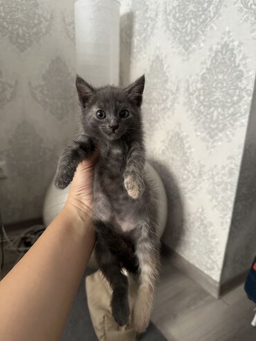 кошка кот: Отдаю в добрые руки двух котят, мальчика и девочку. Котятам 2 месяца