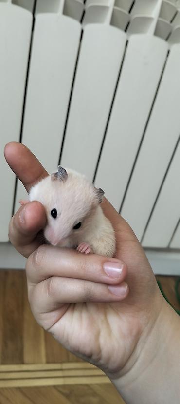 gəlincik heyvan: 4 BALA,BİR BÖYÜK DİŞİ HAMSTER VƏ QƏFƏS SATILIR🐹 4 balanın 2 si — 3