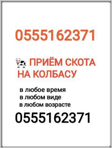 купить корову в бишкеке in Кыргызстан | КОРОВЫ, БЫКИ: Куплю | Коровы, быки