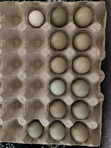 белый фазан: Продаются фазаньи яйца! Для инкубатора! СВЕЖИЕ! Штука 100 сом. Есть