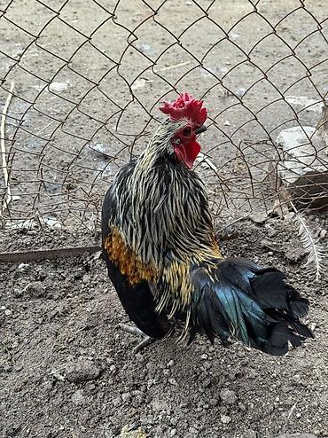 Куры, петухи: Продаю | Петух, Куры | Для разведения — 7
