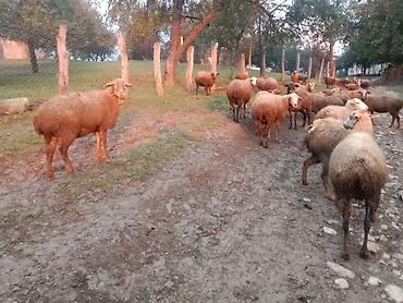 Mal-qara üçün xırdabuynuzlu sürü - Növ: qoyun-keçi sürüsü (əsasən lalafo.az -da Mal-qara üçün xırdabuynuzlu sürü - Növ: qoyun-keçi sürüsü (əsasən