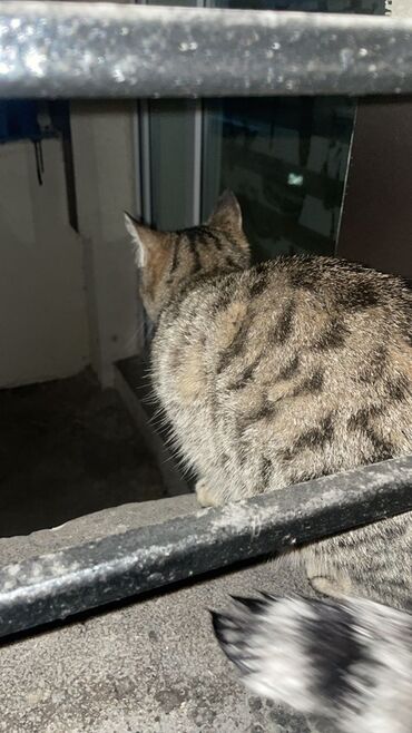 корма для сх животных: Найдена 