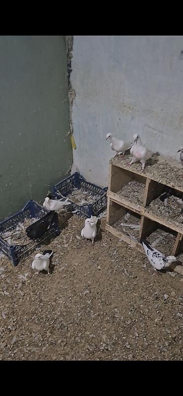 heyvanlar quşlar: 15dənə tutulma heyvandı 5 manatdan ünvan bakı naxçıvanski 070. 232 32 — 4