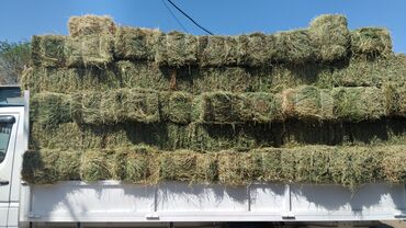 Корма для с/х животных: Продаю тюки клевера 2 укос плотные зеленные доставка имеется 330 сом