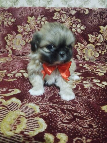 İtlər: Pekines, 2 ay, Erkek, Ünvandan götürmə, Ödənişli çatdırılma