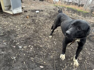 Продажа собак: Продаю собаку алабай 1.5 года. Кобель Цена договорная — 4