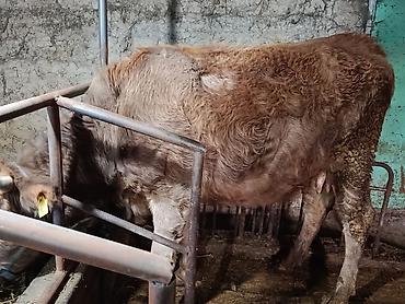 Коровы, быки: Продаю | Корова (самка) | Симментальская — 7