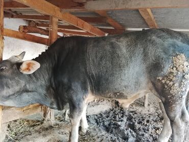 декоративные животные: Продаю | Бык (самец) | На откорм | Привязанные
