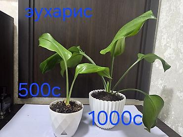 Антуриумы: Антуриум Андре (Anthurium andreanum) в декоративном кашпо. - — 25