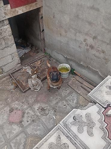 qapi iti: Belçika çoban iti, Peyvəndli — 3