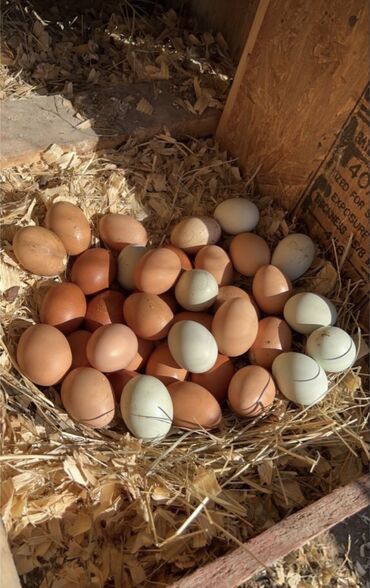 подселение в бишкеке: Жумушка чакыруу! 🥚 Любой жерден иштесениз болот Жумушка жумушчу керек