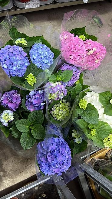 Герани и пеларгонии: Комнатные цветы в горшках — ассортименты расцветок - Цикламен — 22