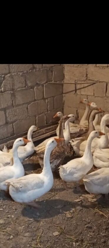 en cox sud veren inekler: Linda qazları satılır qiymət 40 manat çox alana endirim olacaq hazır