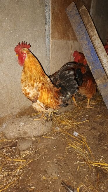 Xoruzlar: Məhsul: Yerli xoruz sürüsü Təsvir: - Şəkillərdə müxtəlif rəng və — 11