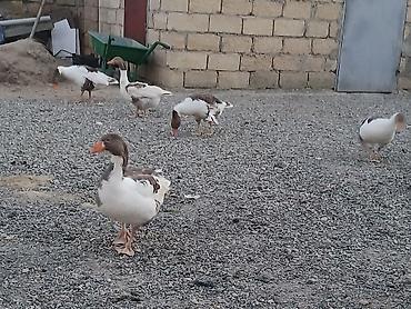 cins xoruz harda banliyar: Qazlar satılır – Yerli qaz qarışıq rəngli (ağ, boz-qara ləkəli) yerli — 2