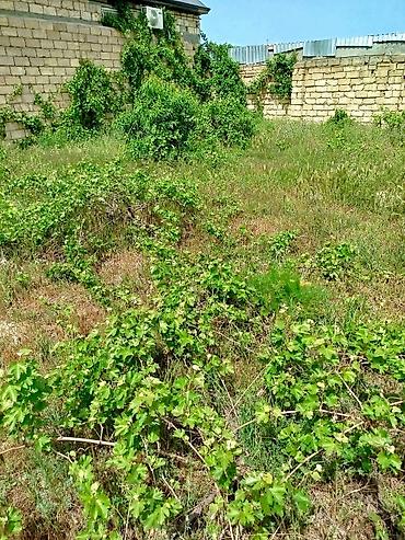 Torpaq: 7 sot, Tikinti, Makler, Kupça (Çıxarış), Texniki pasport — 6