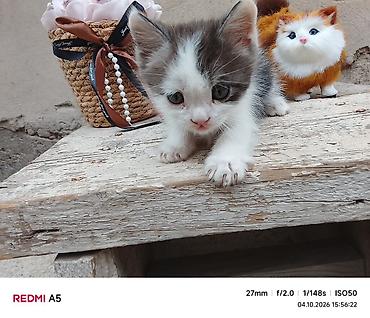 Продажа кошек: Котята — домашние любимцы - Породы: домашние короткошёрстные. Окрас — 5