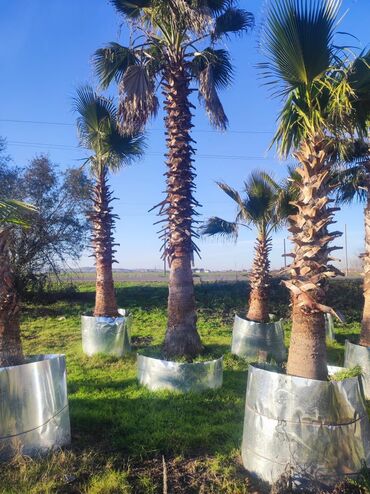 Ağaclar: Palmalar satilir 2000nen3000manatacqeder -da lalafo.az — 4 Ağaclar: Palmalar satilir 2000nen3000manatacqeder — 4