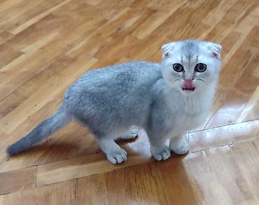 Pişiklər: Şotland, Ünvandan götürmə — 4