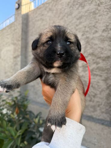 İtlər: Labrador-retriver, 1 il, Dişi, Ünvandan götürmə — 7