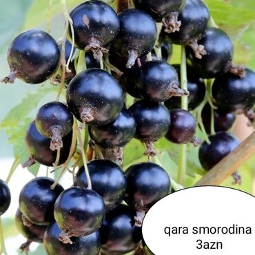 Toxumlar: Килемейве. Тинклери. Сатылыр. Чатдырыма. Вар. Вотсапп -da lalafo.az — 4 Toxumlar: Килемейве. Тинклери. Сатылыр. Чатдырыма. Вар. Вотсапп — 4