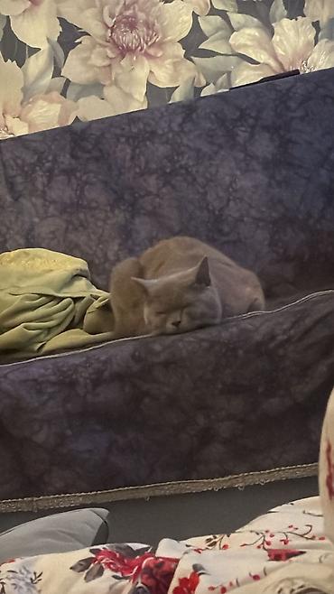 Pişiklər: Britan, Erkək, Cütləşmə üçün -da lalafo.az — 10 Pişiklər: Britan, Erkək, Cütləşmə üçün — 10