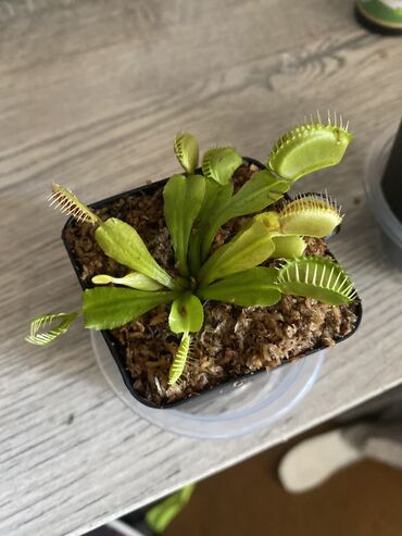 форель рыба: Продаю венерину мухоловку Полив когда подсохнет грунт тогда и полит