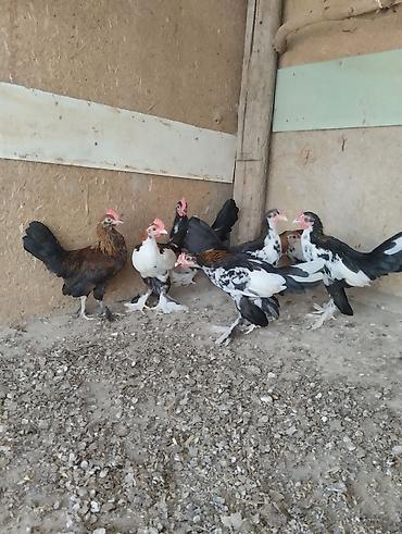 Toyuqlar: Toyuq, Damazlıq, Ünvandan götürmə, Ödənişli çatdırılma — 22