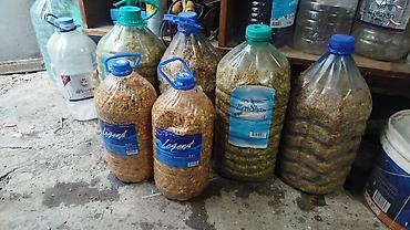 рыби: Продаю микс прикормку,на сазана, амура, состав кукуруза вареная — 4