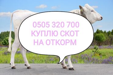 быки токмок: Куплю | Коровы, быки, Лошади, кони | На откорм, Откормленные